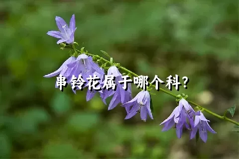 串铃花属于哪个科？