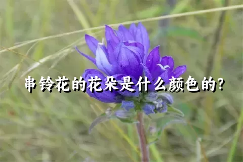 串铃花的花朵是什么颜色的？