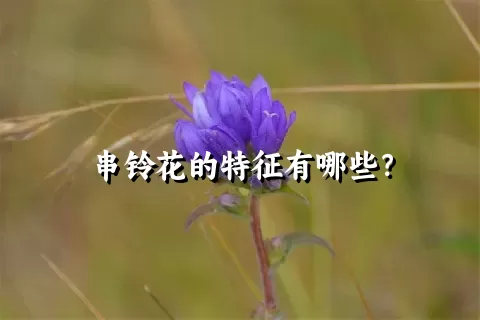 串铃花的特征有哪些？