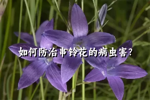 如何防治串铃花的病虫害？