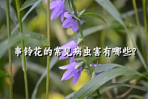 串铃花的常见病虫害有哪些？