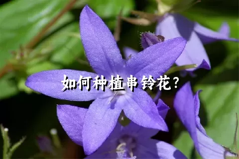 如何种植串铃花？