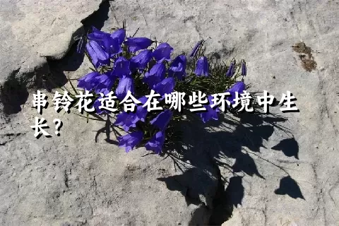 串铃花适合在哪些环境中生长？