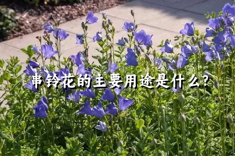 串铃花的主要用途是什么？