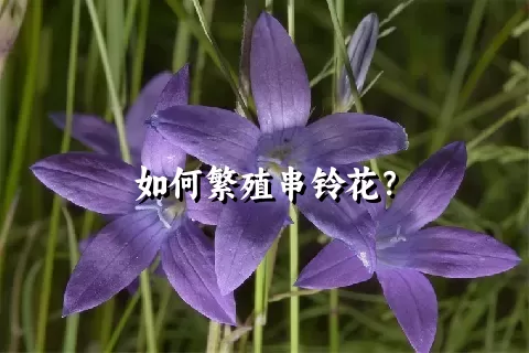 如何繁殖串铃花？