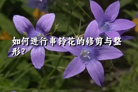 如何进行串铃花的修剪与整形？