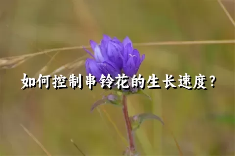 如何控制串铃花的生长速度？