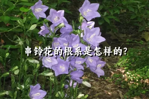 串铃花的根系是怎样的？