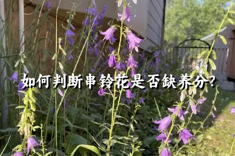 如何判断串铃花是否缺养分？