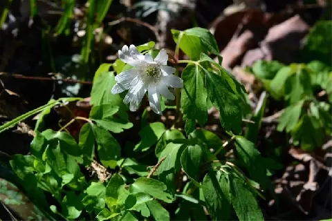 多被银莲花