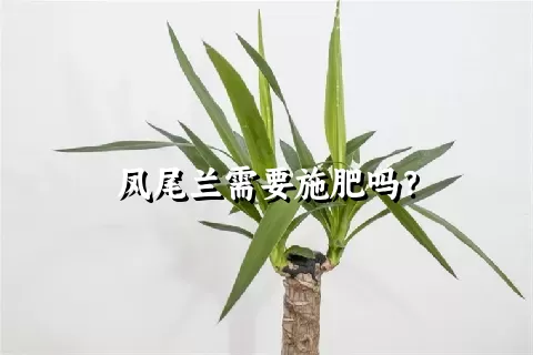 凤尾兰需要施肥吗？