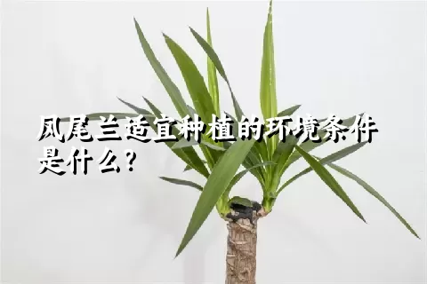 凤尾兰适宜种植的环境条件是什么？