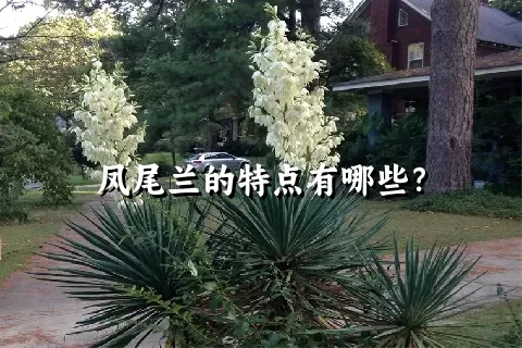 凤尾兰的特点有哪些？