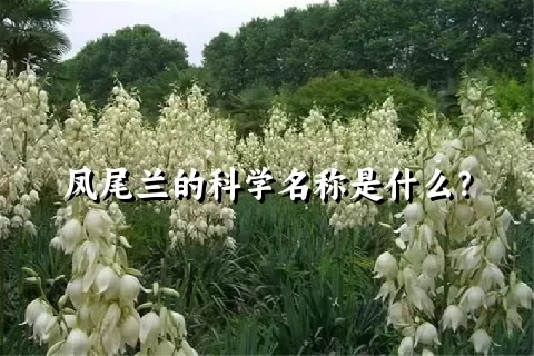 凤尾兰的科学名称是什么？