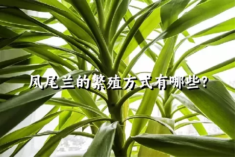 凤尾兰的繁殖方式有哪些？