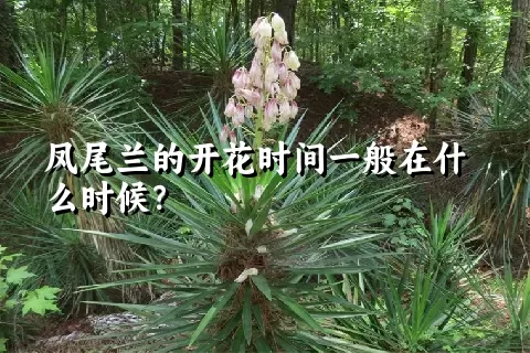 凤尾兰的开花时间一般在什么时候？