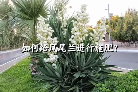 如何给凤尾兰进行施肥？