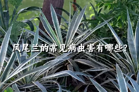 凤尾兰的常见病虫害有哪些？