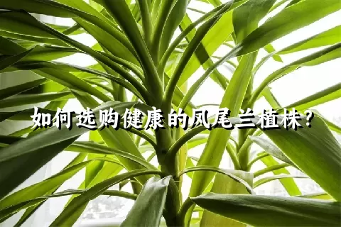 如何选购健康的凤尾兰植株？