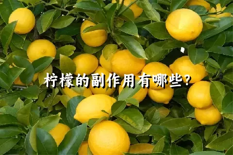 柠檬的副作用有哪些？