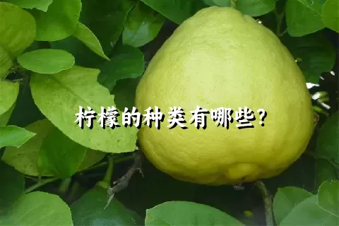 柠檬的种类有哪些？