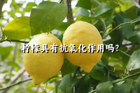 柠檬具有抗氧化作用吗？