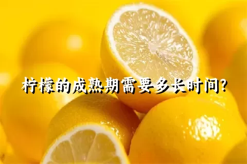 柠檬的成熟期需要多长时间？