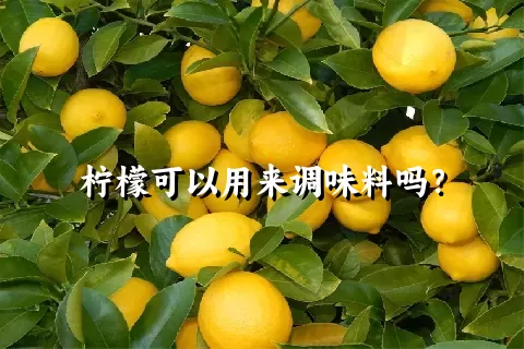 柠檬可以用来调味料吗？