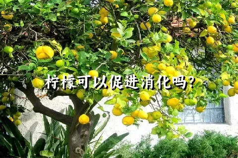 柠檬可以促进消化吗？