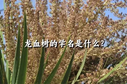 龙血树的学名是什么？