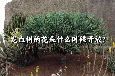 龙血树的花朵什么时候开放？