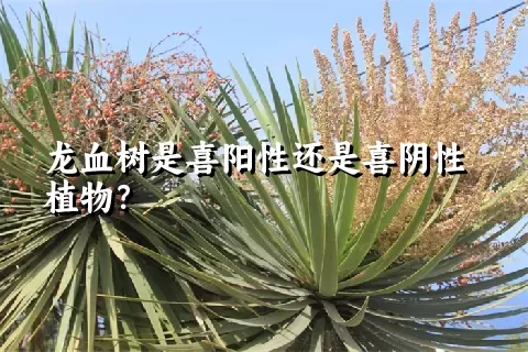 龙血树是喜阳性还是喜阴性植物？