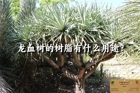 龙血树的树脂有什么用途？