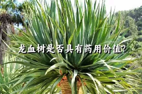 龙血树是否具有药用价值？