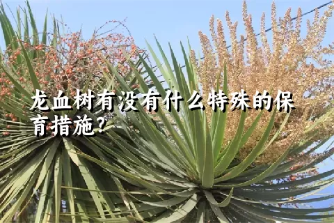 龙血树有没有什么特殊的保育措施？