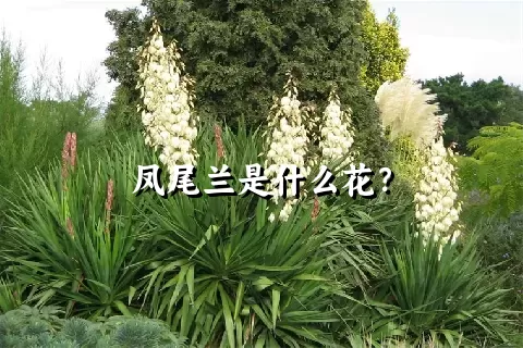 凤尾兰是什么花？