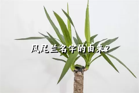 凤尾兰名字的由来？