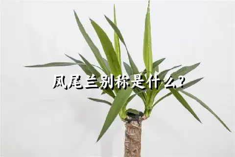 凤尾兰别称是什么？