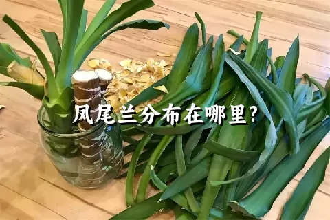 凤尾兰分布在哪里?