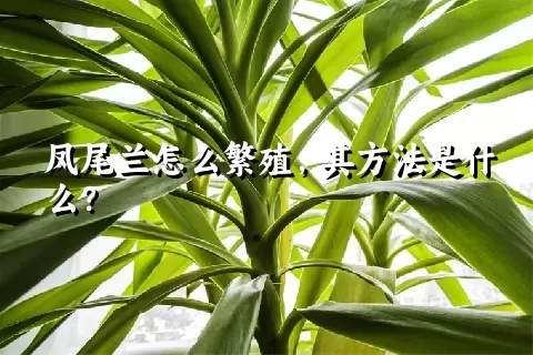 凤尾兰怎么繁殖，其方法是什么？