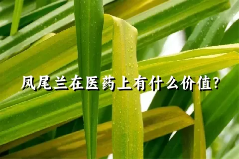 凤尾兰在医药上有什么价值？