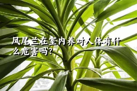 凤尾兰在室内养对人体有什么危害吗？