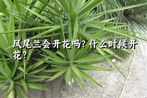 凤尾兰会开花吗？什么时候开花？