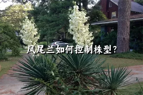 凤尾兰如何控制株型？