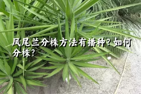 凤尾兰分株方法有播种？如何分株？