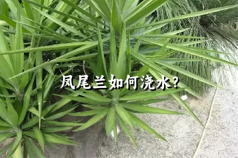 凤尾兰如何浇水？