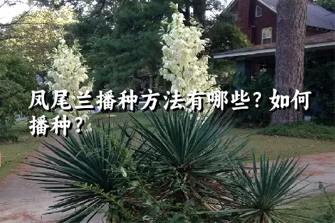 凤尾兰播种方法有哪些？如何播种？