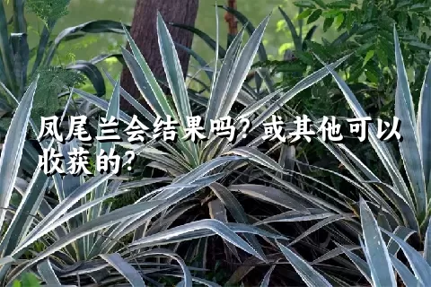 凤尾兰会结果吗？或其他可以收获的？