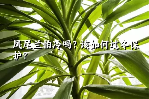 凤尾兰怕冷吗？该如何过冬保护？