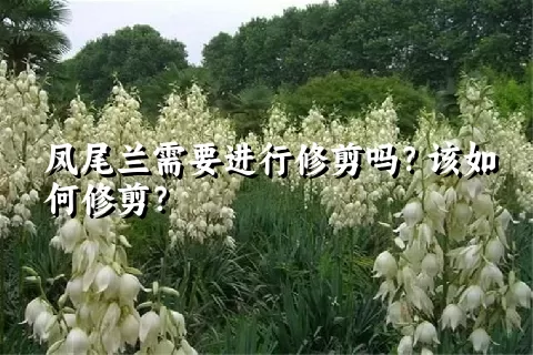 凤尾兰需要进行修剪吗？该如何修剪？